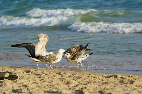 Young gulls (lat. Larus argentatus) on sandy coast