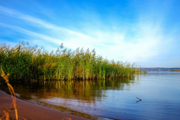 Beach of river with reeds in early morning