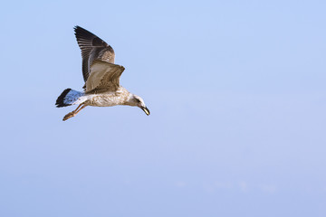 Fototapeta na wymiar Seagulls (lat. Larus argentatus) in flight