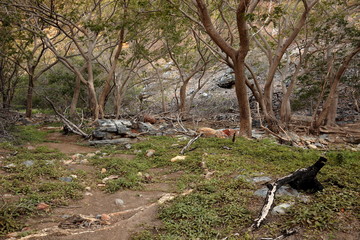 Die Landschaft der Caatinga in Brasilien   
