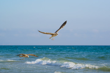 Young gulls (lat. Larus argentatus) flying over the sea