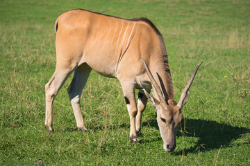 Naklejka na ściany i meble Antelope standing on the grass