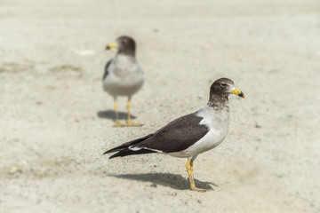 Fototapeta premium two seagulls on the beach