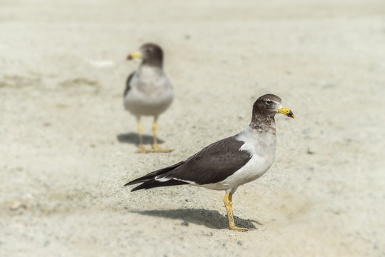 two seagulls on the beach