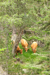 Fototapeta na wymiar A herd of cows grazing in the Catalan Pyrenees