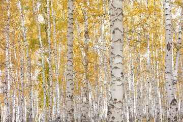 Obraz premium autumn birch forest