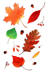 Watercolor autumn leaves set