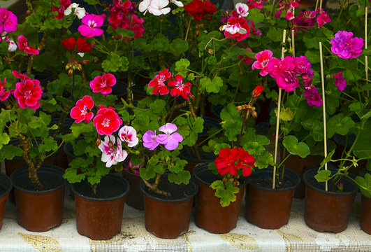 Colorful blooming geranium plants in flower pots.Potted geraniums in the garden.Pelargonium plants.Geranium flowers.Selective focus. 