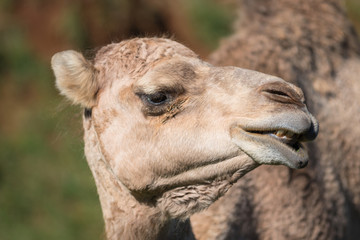 Close up portrait of a Camel