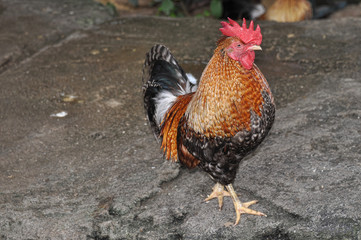 A colored cock