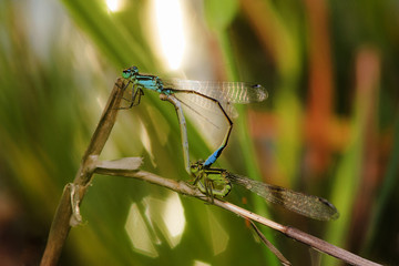 Dragonfly/Dragonflies of Thailand;Ceriagrion indochinense;Dragonfly rest on green grass leaf
