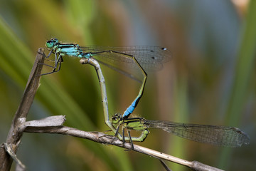 Dragonfly/Dragonflies of Thailand;Ceriagrion indochinense;Dragonfly rest on green grass leaf