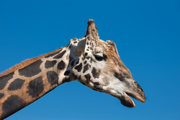Close up view of a Giraffe