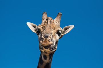 Close up view of a Giraffe