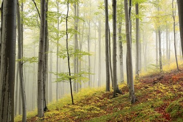 Autumn beech forest in the fog