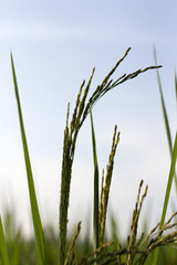 Fototapeta premium rice plant in nature