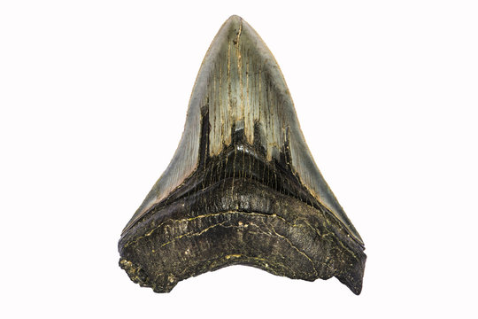 Dente fossile di squalo Carcharodon megalodon