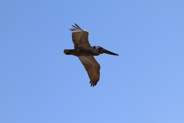 Pelican in flight