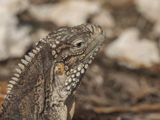 Closeup of a iguana