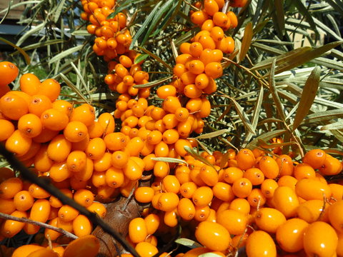 Argousier / Sea Buckthorn / Sanddorn 