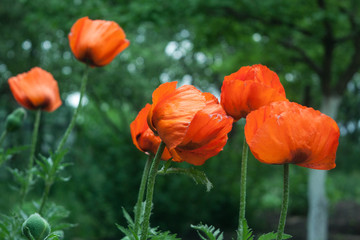 red poppy flower in the garden