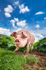Cute pig grazing at summer meadow at mountains pasturage under blue sky. Organic agriculture natural background