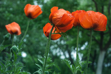 red poppy flower in the garden