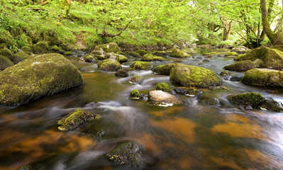 Naklejka na ściany i meble Stream surrounded by green forest, glencree valley, Ireland