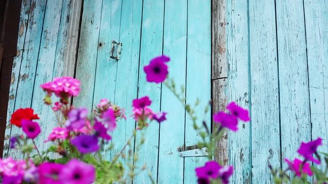 Flowering plants. Purple flowers growing opposite blue wooden fence and gate. HD
