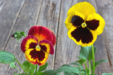  Viola pansy flowers close up on wooden background