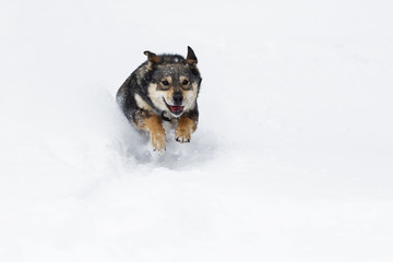 funny puppy runs and jumps over the white snow