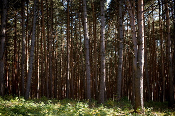 Fototapeta na wymiar Beautiful pine wood