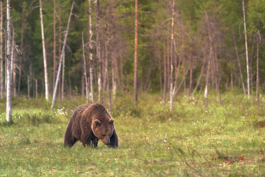 Big male bear walking in the bog on a summer evening