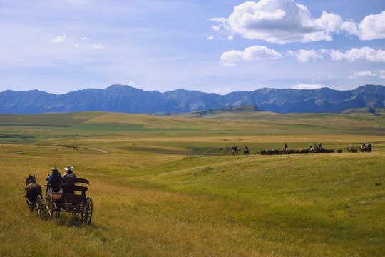 Cowboys And Wagon On A Cattle Drive