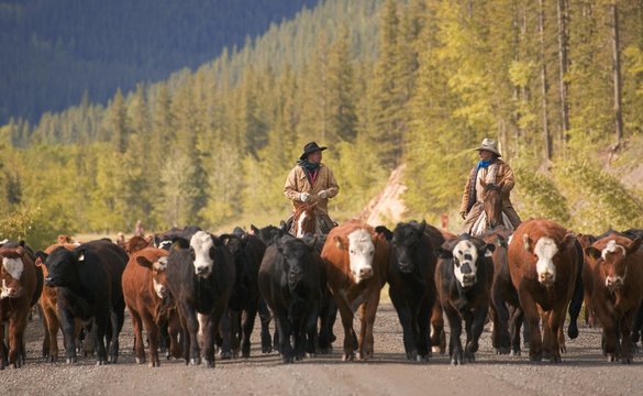 Cattle Rancher Images – Browse 613,303 Stock Photos, Vectors, and Video ...