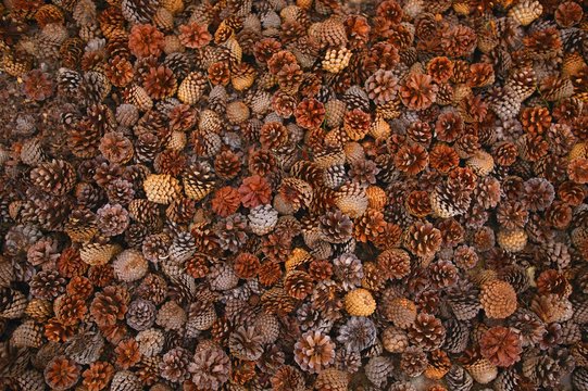 Assorted Pinecones