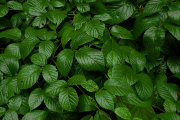 Dark green leafs of blackberry