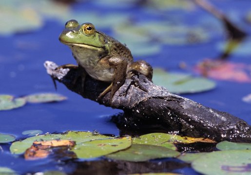Bullfrog In Lily Pond