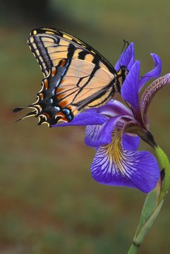 Tiger Swallowtail Butterfly On Iris