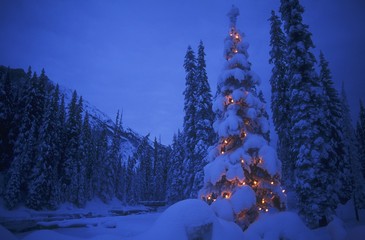 A Tree With Christmas Lights, Yoho National Park, Golden, British Columbia, Canada