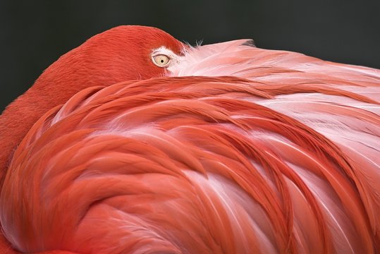 Flamingo with head on its back