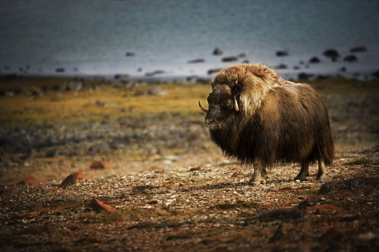 Muskox (Ovibos Moschatus)In The Northwest Territories