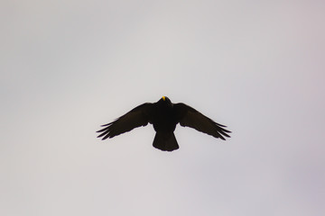gracchio alpino (Pyrrhocorax graculus) in volo