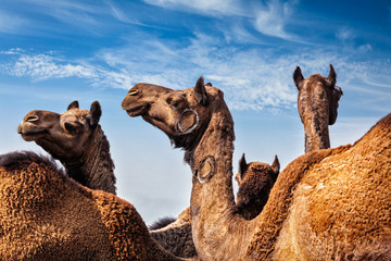Camels at Pushkar Mela (Pushkar Camel Fair), India