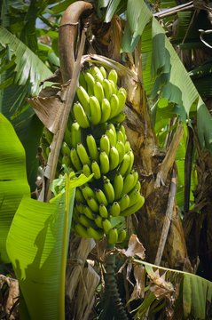 Banana Tree, San Jose, Costa Rica