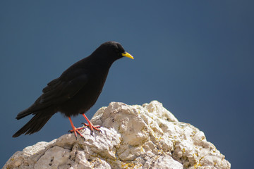gracchio alpino (Pyrrhocorax graculus) ritratto su roccia