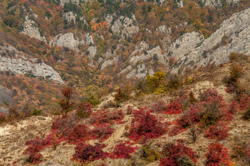 Red bushes on the hillside. Autumn in the mountains. Selective focus.