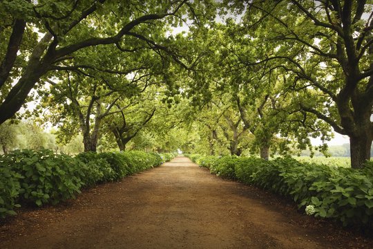 Road Lined By Trees
