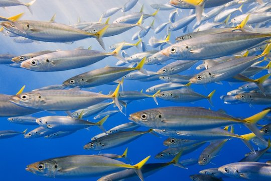 School of rainbow runners, Sea Of Cortez, Mexico