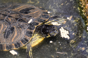 Common turtle Slider Trachemys scripta